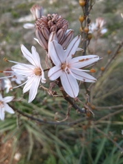 Asphodelus ramosus