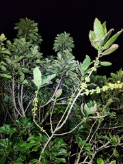 Ficus cumingii terminalifolia