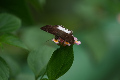 Tagiades ultra