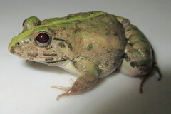 Fejervarya orissaensis