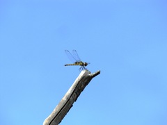 Urothemis signata