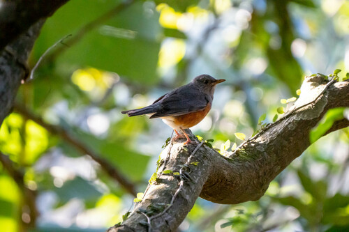 Grey-backed Thrush (Turdus hortulorum), photo 8