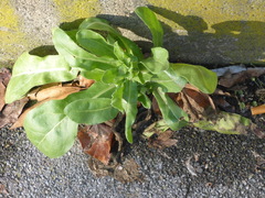 Calendula officinalis