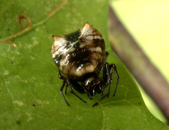 Micrathena patruelis