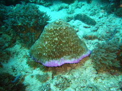 Halomitra pileus