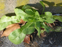 Calendula officinalis