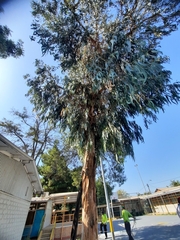 Eucalyptus