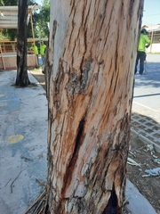Eucalyptus