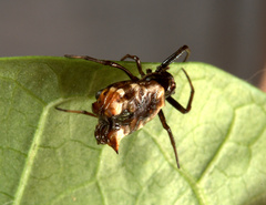 Micrathena patruelis