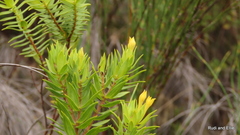 Gnidia styphelioides