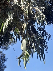 Eucalyptus