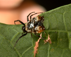 Micrathena patruelis