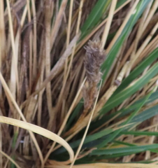 Poa flabellata