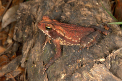 Rhinella crucifer