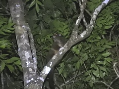 Hemibelideus lemuroides