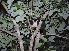 Pseudochirulus herbertensis