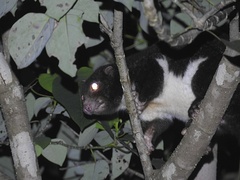 Pseudochirulus herbertensis