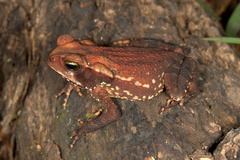 Rhinella crucifer