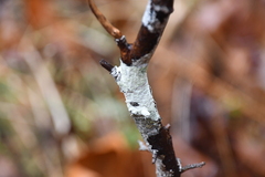 Lecanora caesiorubella