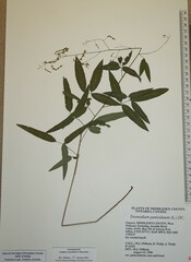 Desmodium paniculatum paniculatum