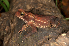 Rhinella crucifer