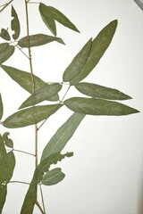 Desmodium paniculatum paniculatum