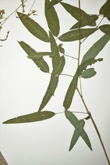 Desmodium paniculatum paniculatum
