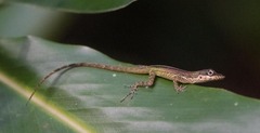Anolis roquet