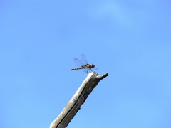 Urothemis signata