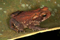 Rhinella crucifer