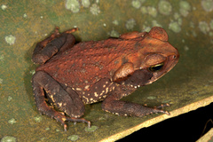 Rhinella crucifer