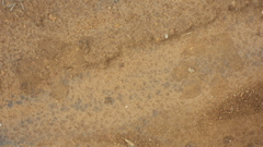 Chrysocyon brachyurus