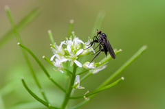 Empis pennipes