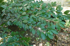 Erythroxylum havanense
