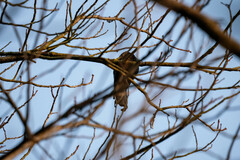 Dicrurus hottentottus