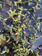 Alternanthera philoxeroides