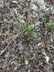 Carex planostachys