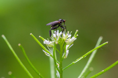 Empis pennipes
