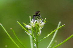 Empis pennipes