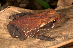 Rhinella crucifer