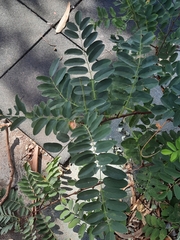 Senna candolleana