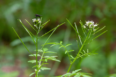 Empis pennipes