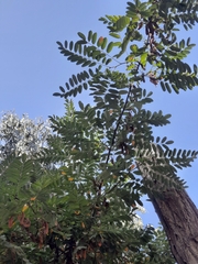 Senna candolleana