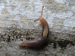 Ambigolimax