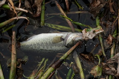 Micropterus floridanus