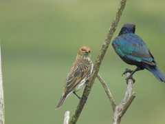 Cinnyricinclus leucogaster