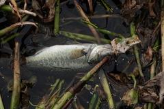 Micropterus floridanus