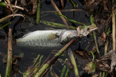 Micropterus floridanus