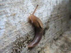 Ambigolimax