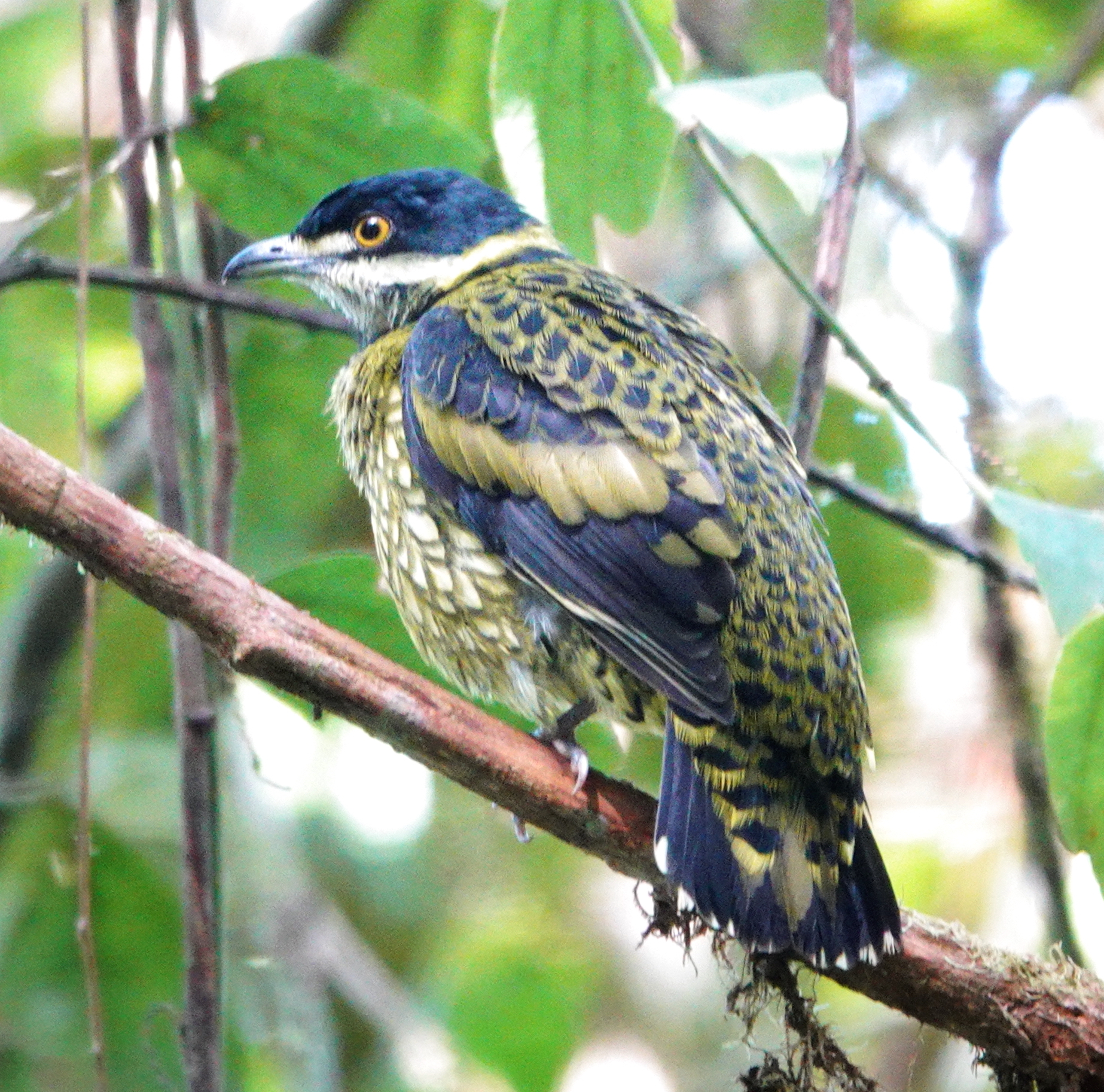 Scaled Fruiteater (Ampelioides tschudii), photo 7